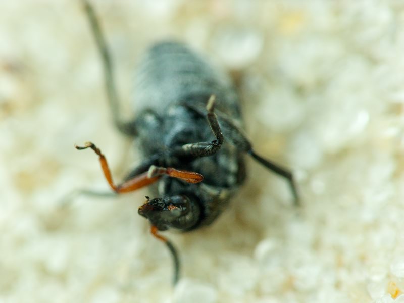 Bruchinae Latreille, 1802